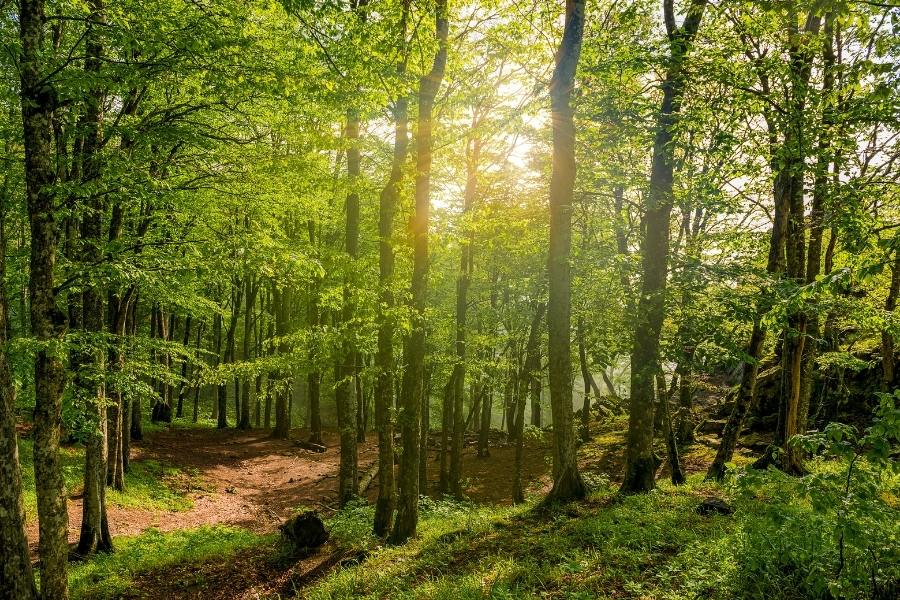 How to Find a Dispersed Campsite