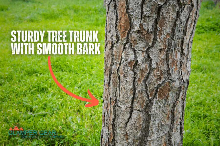 Sturdy Tree Trunk with Smooth Bark