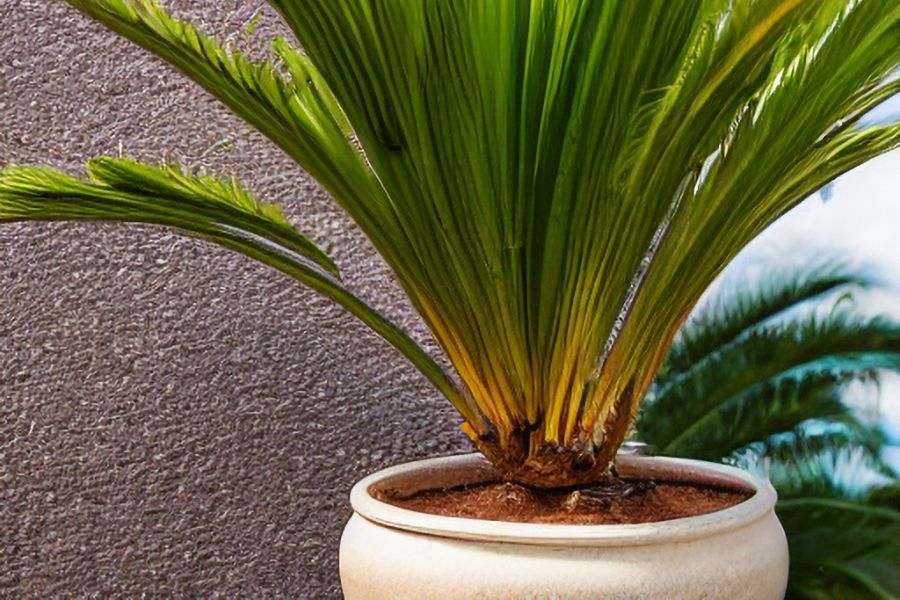 Faux Palm Trees in Planters