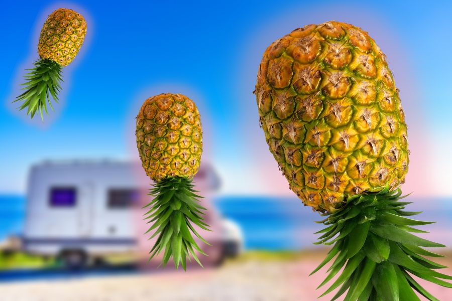 Upside-Down Pineapples at RV sites