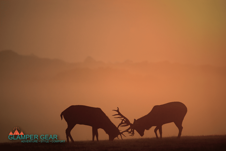 Bucks in Rut in the Morning Hours