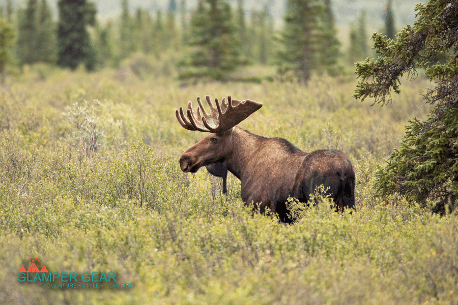 Observing a Moose in a Pasture