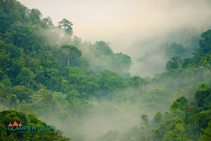 Fog in the Backwoods Country