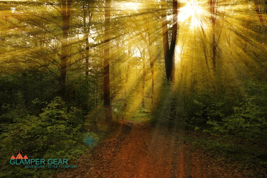 Light Shining Through Trees in the Forest