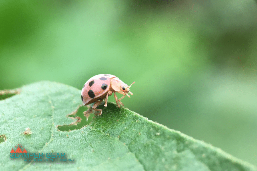 Macro Photo of a Lady Bug on a Leaf